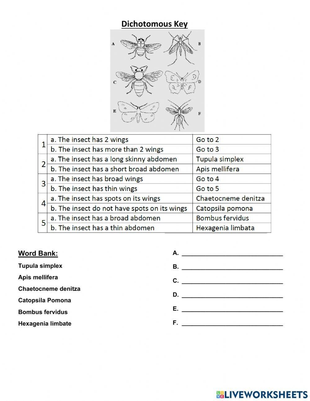Dichotomous Key Worksheet Engaging Activities For Scientific Classification Dichotomous Key Worksheet Engaging Activities For Scientific Classification