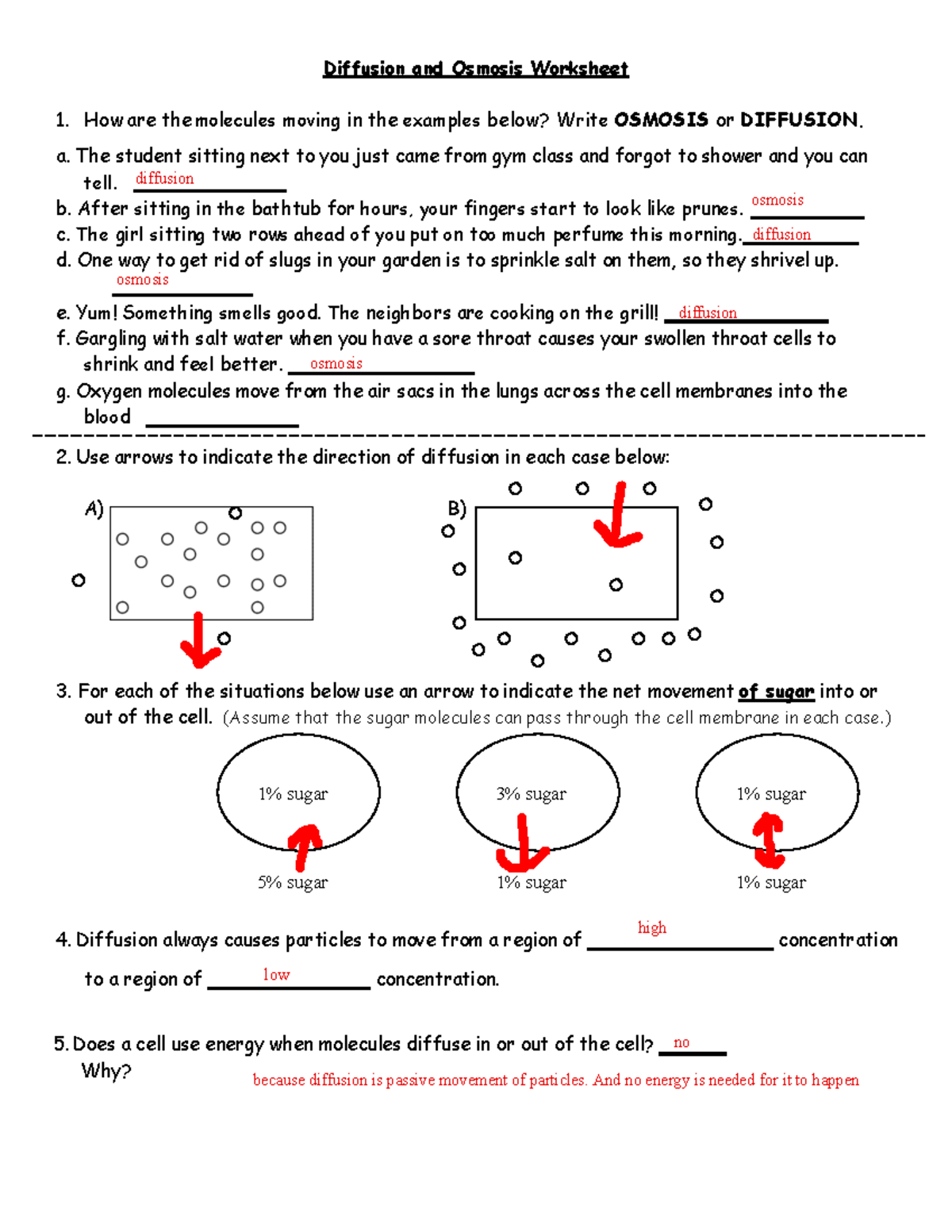 Diffusion And Osmosis Worksheet Biology SOVSPG Studocu