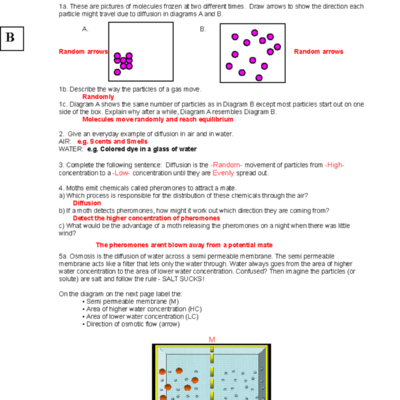 Diffusion And Osmosis Worksheet KEY 08 Concepts And Examples Studocu