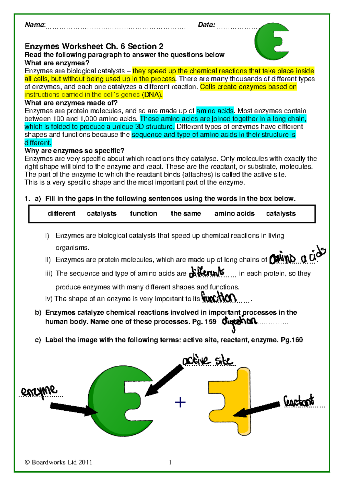 enzymes worksheet with answers enzymes worksheet with answers