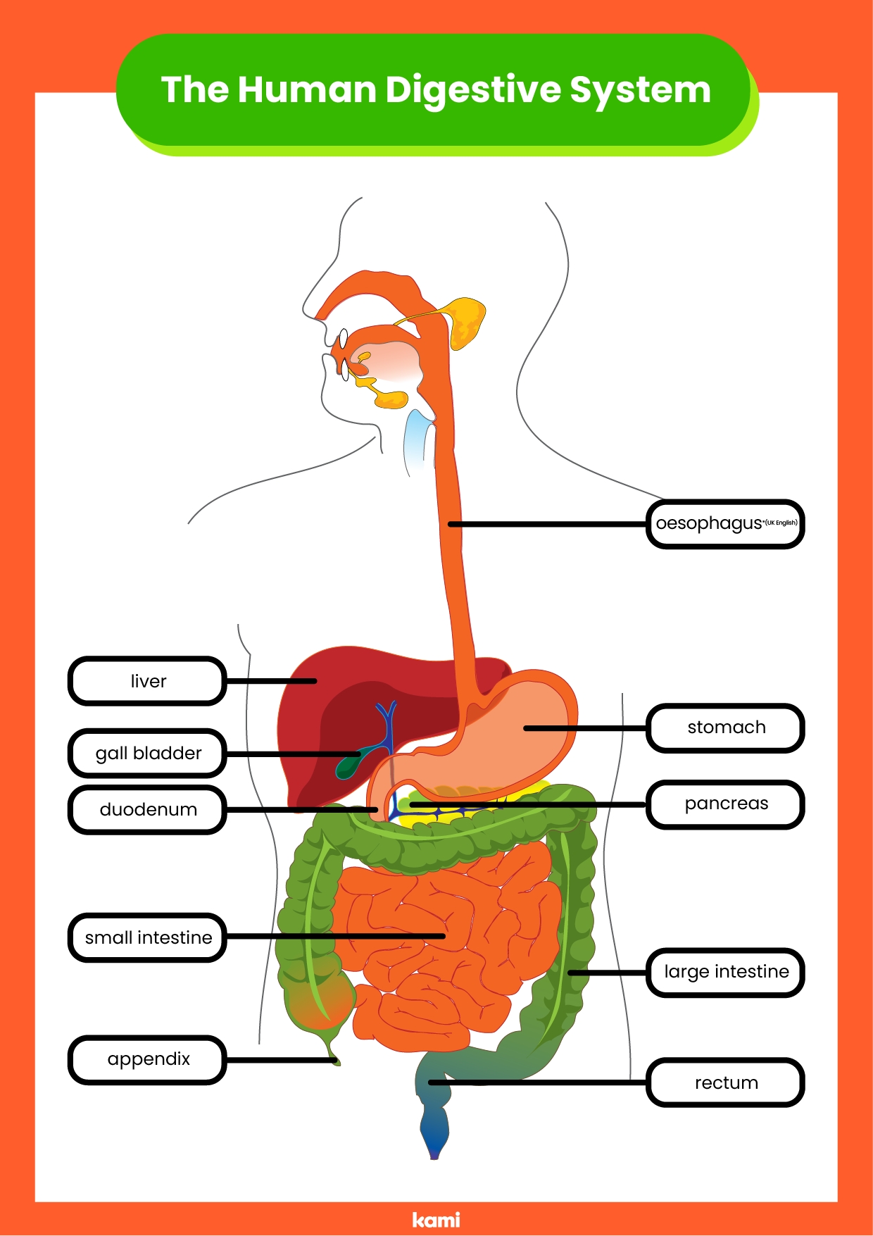 Digestive System Answer Key For Teachers Perfect For Grades Worksheets Library
