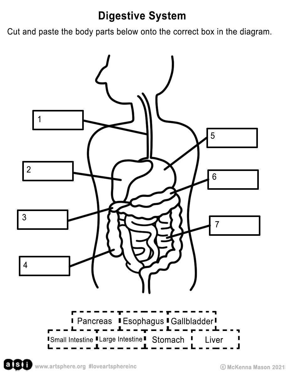 Digestive System Handout Art Sphere Inc Digestive System Handout Art Sphere Inc