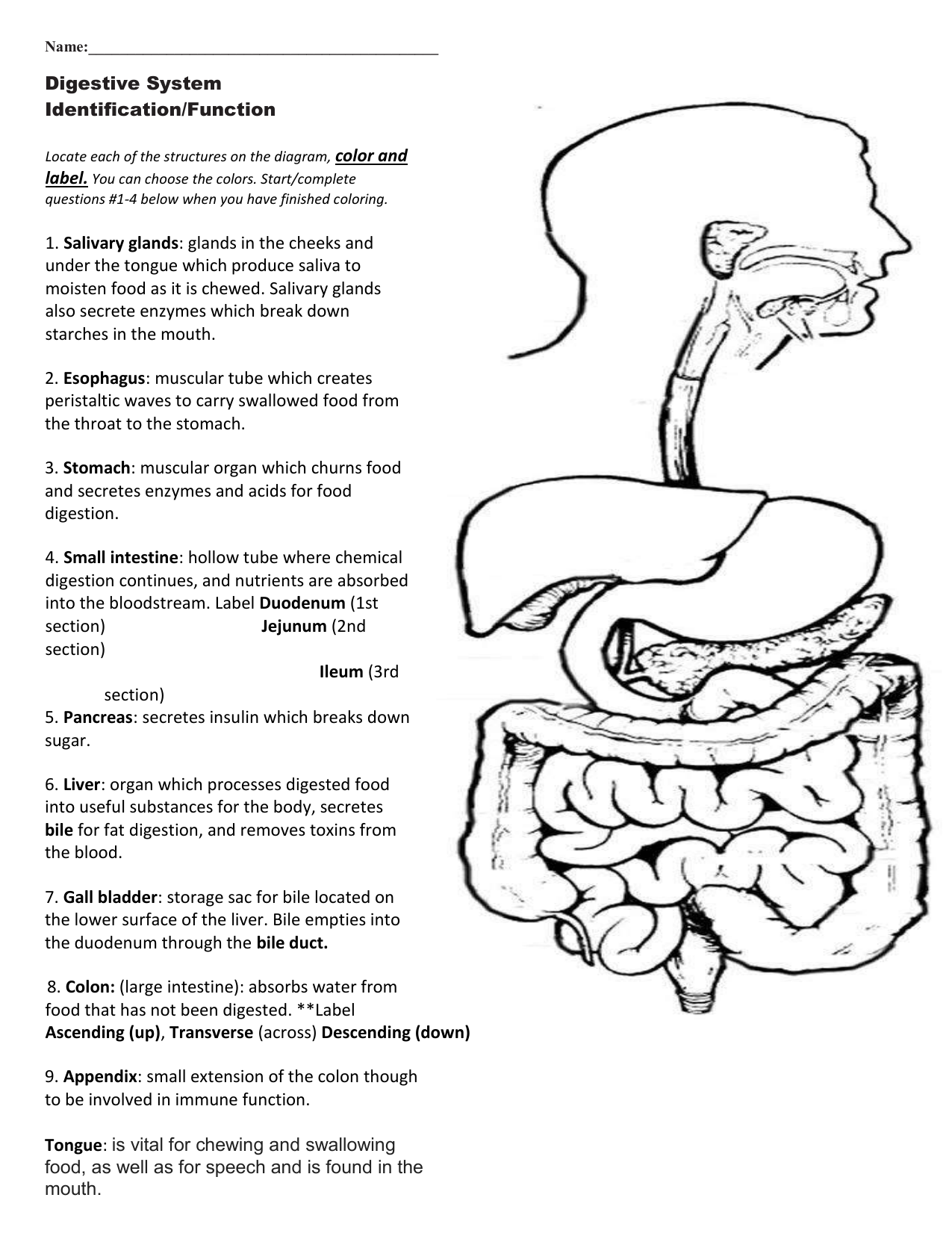 Digestive System Worksheet Anatomy Function