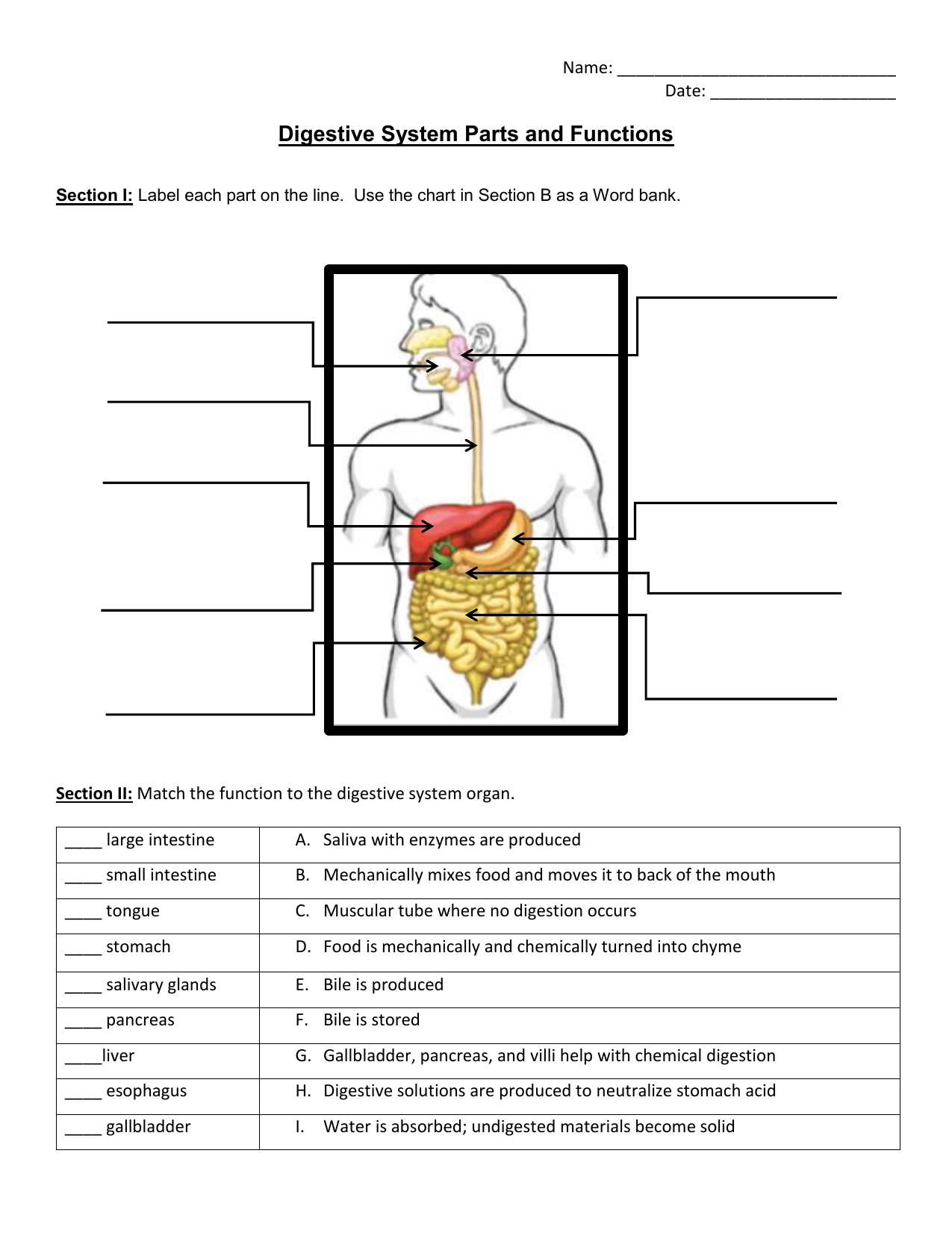 Digestive System Worksheet Parts Functions