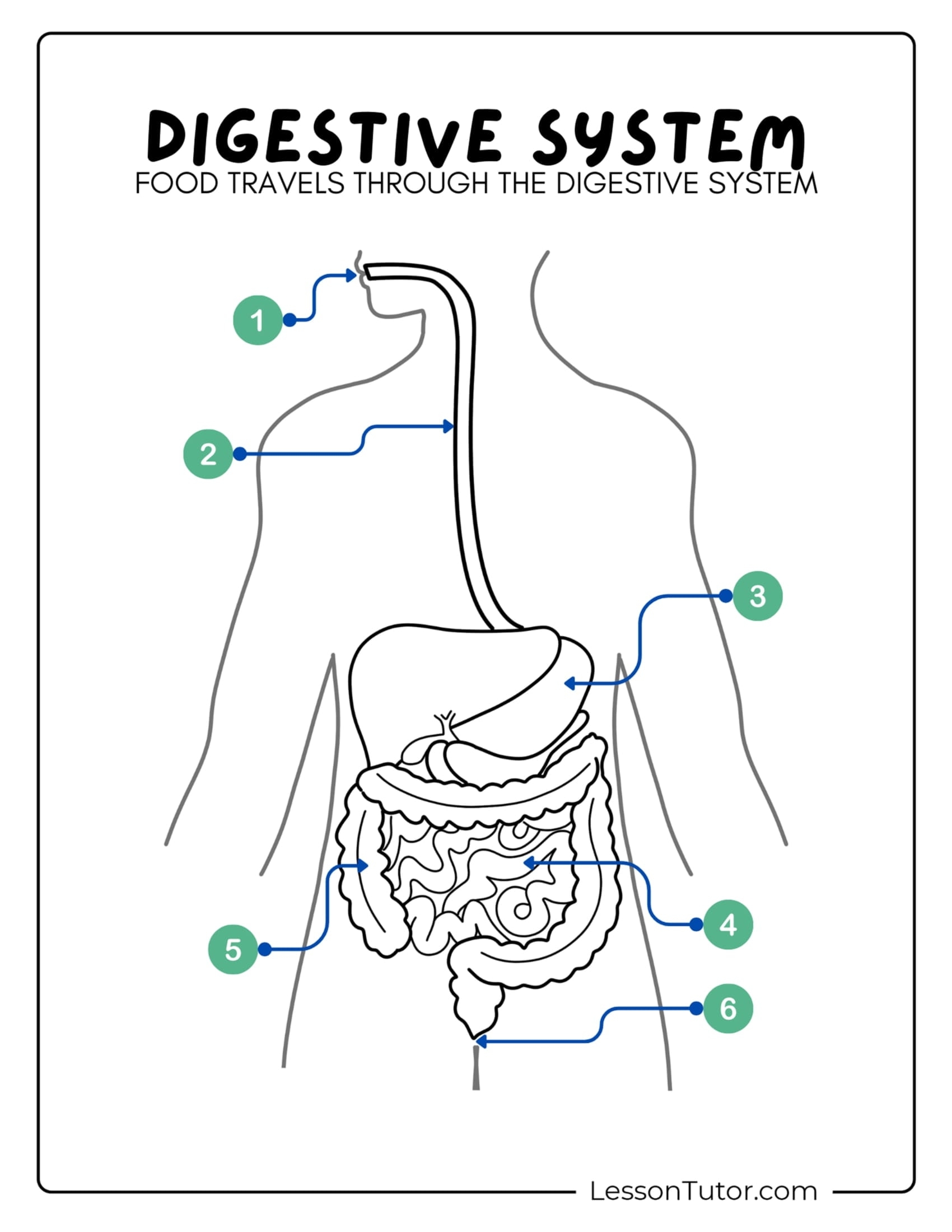 Digestive System Worksheets Lesson Tutor Digestive System Worksheets Lesson Tutor