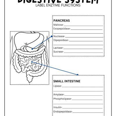 Digestive System Worksheets Lesson Tutor