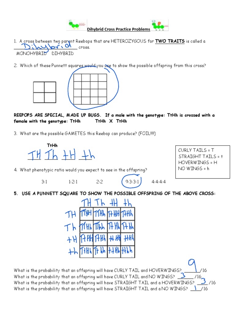 dihybrid worksheet answer key