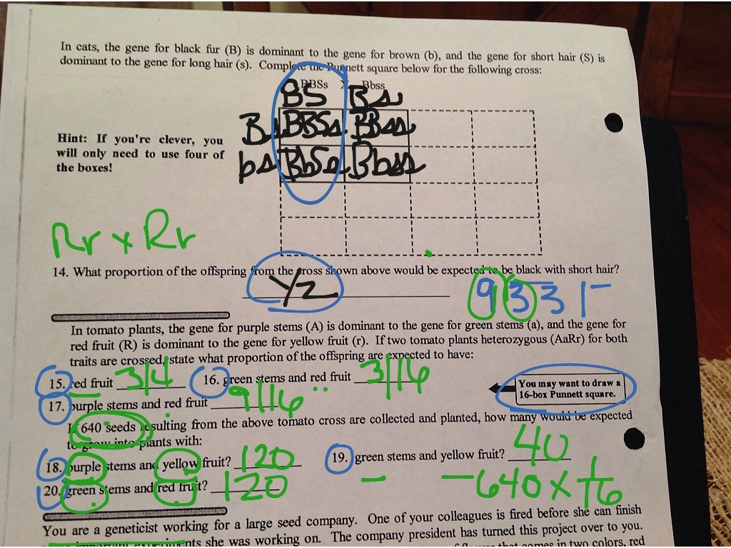 dihybrid crosses worksheet answer key