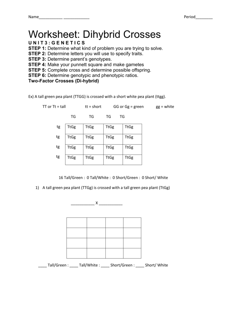 Dihybrid Crosses Worksheet Genetics Practice