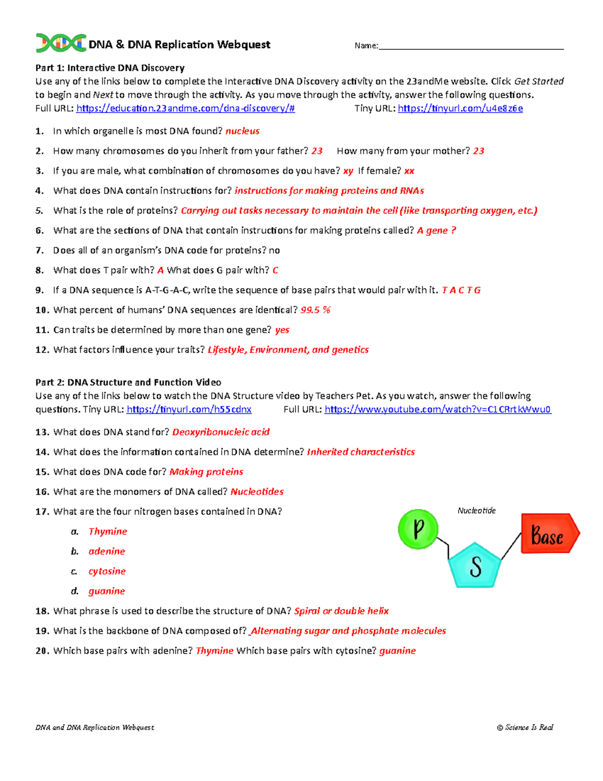 dna and replication worksheet answers