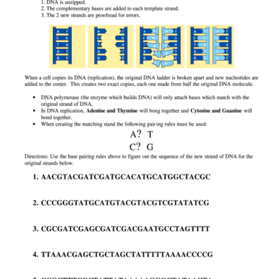 Dna Base Pairing Worksheet Fill Online Printable Fillable Blank PdfFiller
