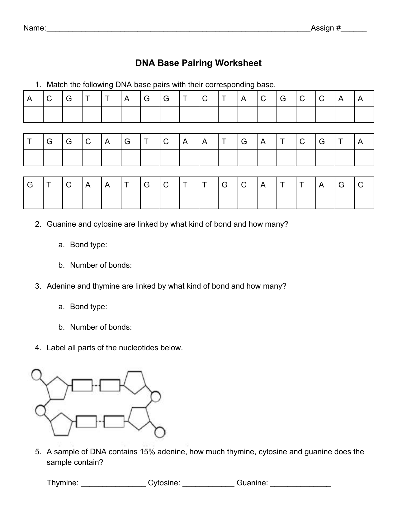 DNA Base Pairing Worksheet DNA Base Pairing Worksheet