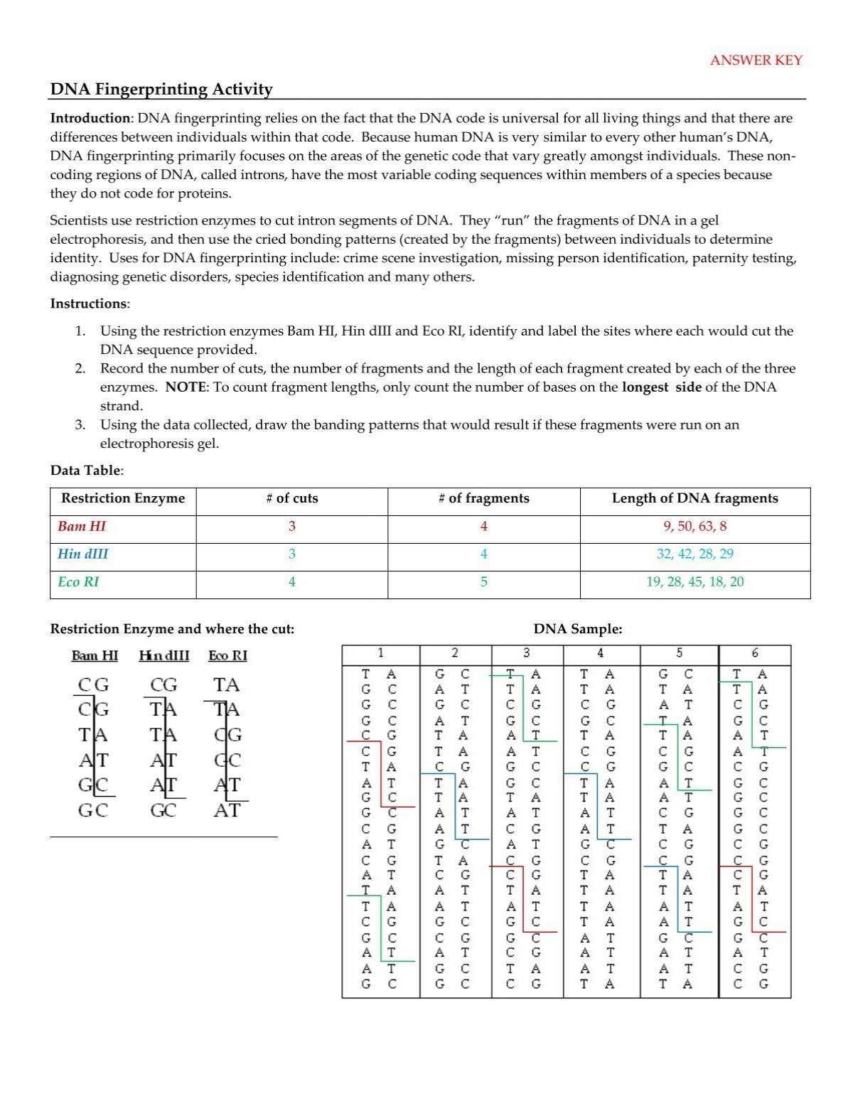 DNA Fingerprinting Activity