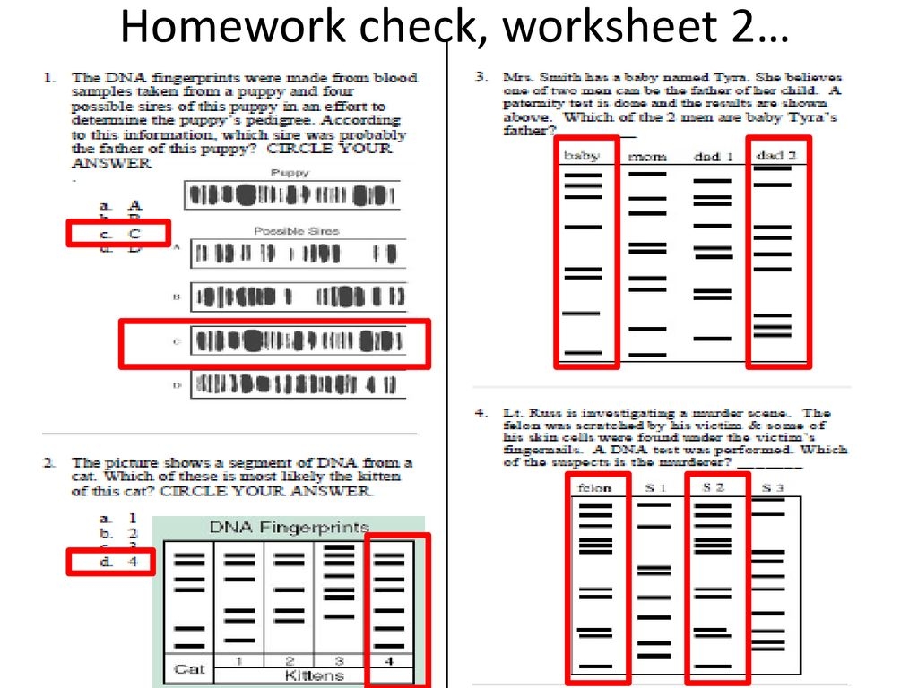 dna fingerprinting worksheet answer key