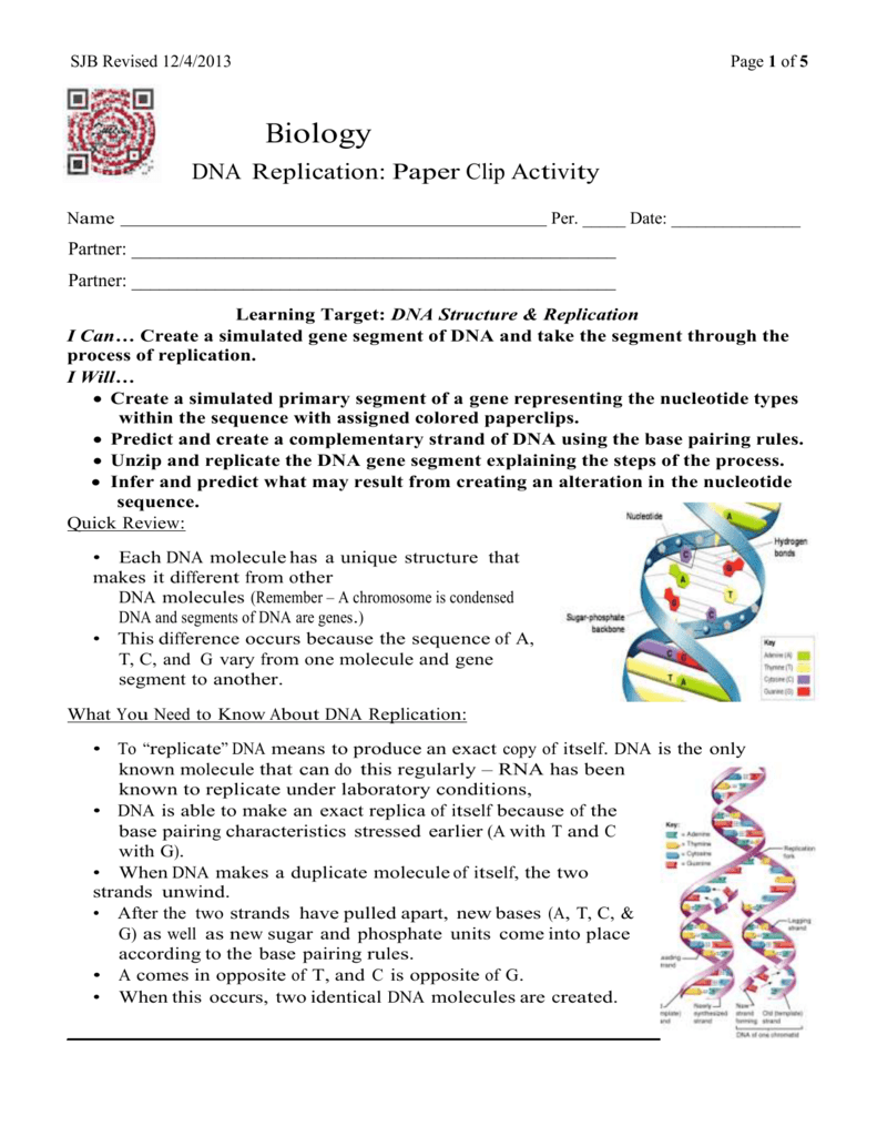 DNA Replication Activity Paper Clip Model DNA Replication Activity Paper Clip Model
