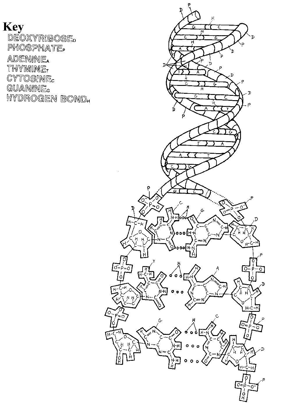 dna replication coloring worksheet answer key dna replication coloring worksheet answer key