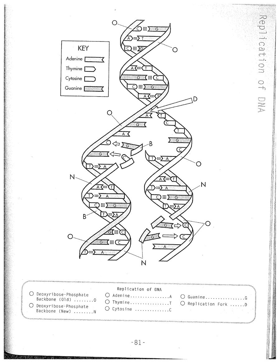DNA Replication Coloring Worksheet On Dna Coloring Worksheet Worksheets Library DNA Replication Coloring Worksheet On Dna Coloring Worksheet Worksheets Library