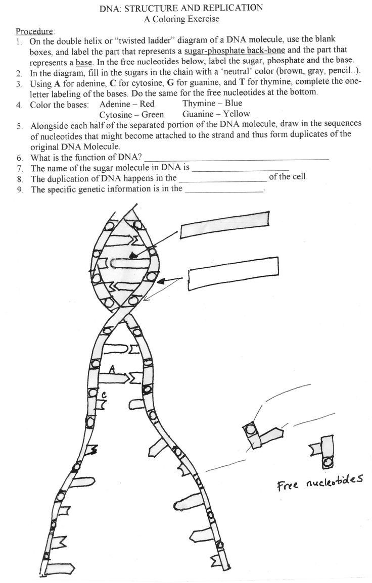 Dna Replication Coloring Worksheet Worksheet For Education Dna Replication Coloring Worksheet Worksheet For Education