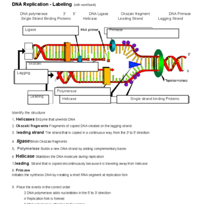 DNA Replication Labeling Exercise With Key Terms And Functions Studocu