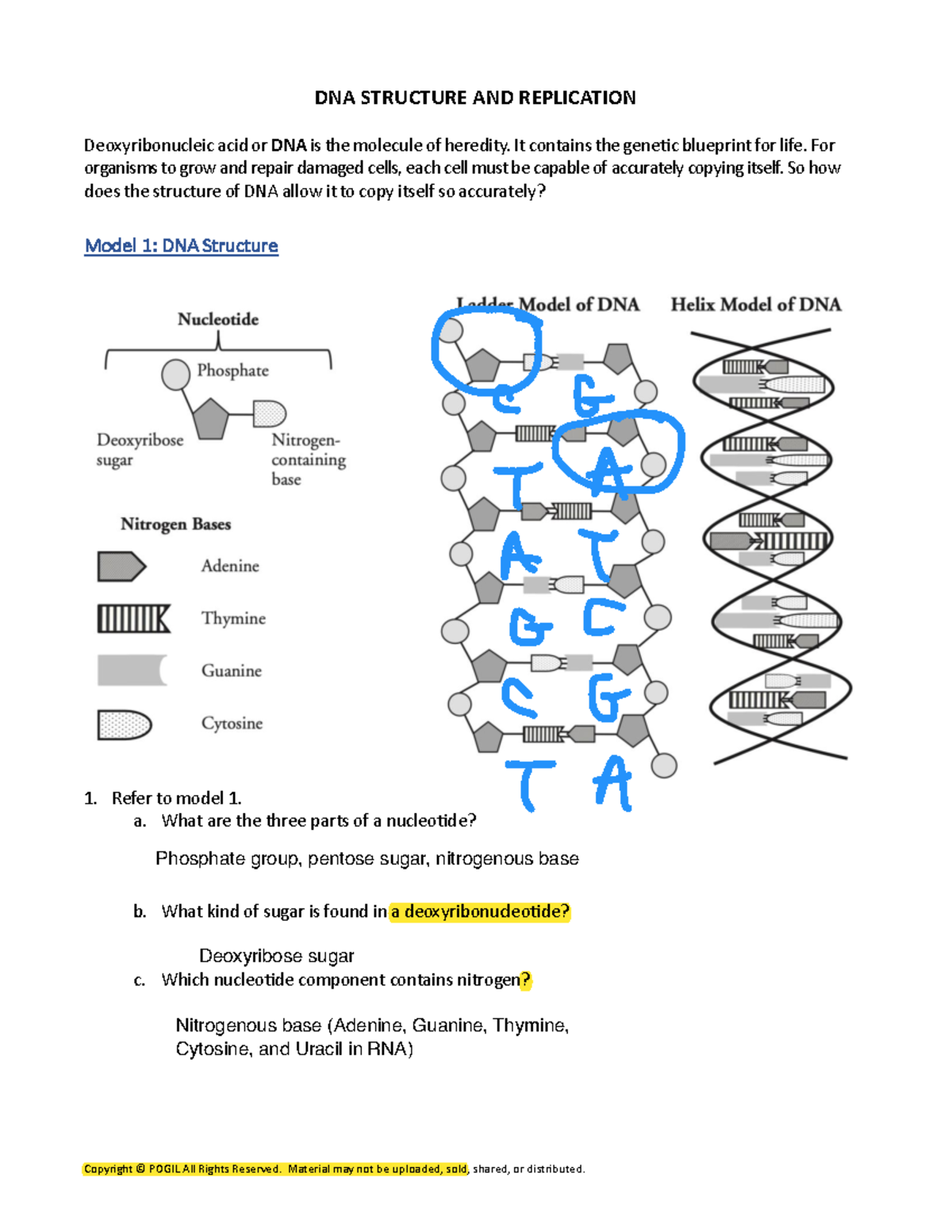 DNA Replication Worksheet Detailed Analysis And Questions Studocu