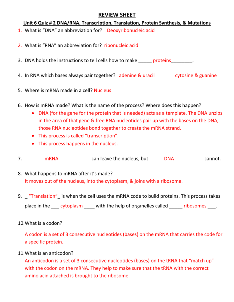 DNA RNA Protein Synthesis Review Sheet