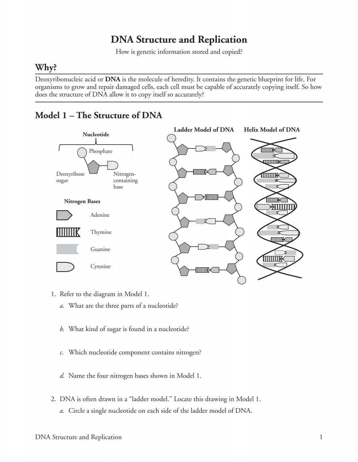 DNA Structure And Replication Ramsey School District DNA Structure And Replication Ramsey School District