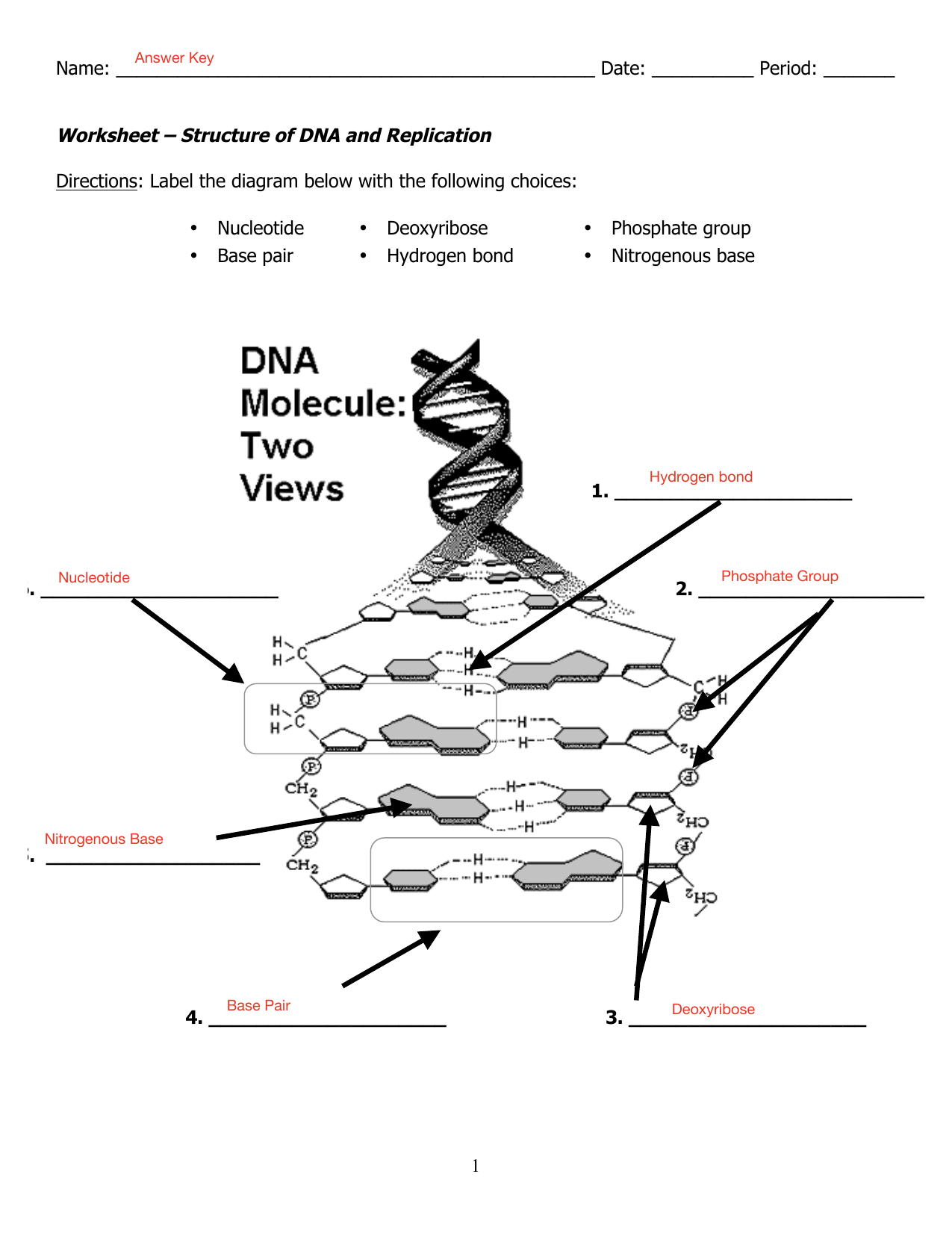DNA Structure And Replication Worksheet