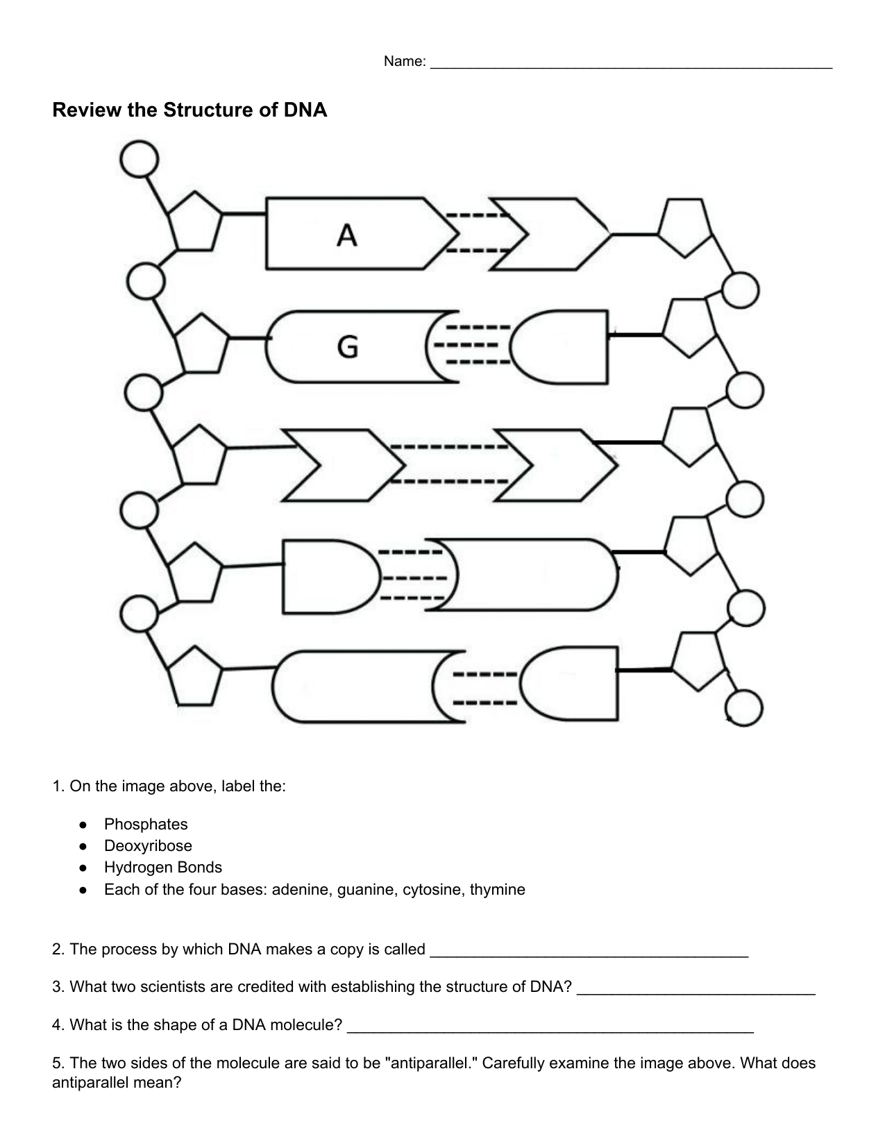 structure of dna worksheet answer key