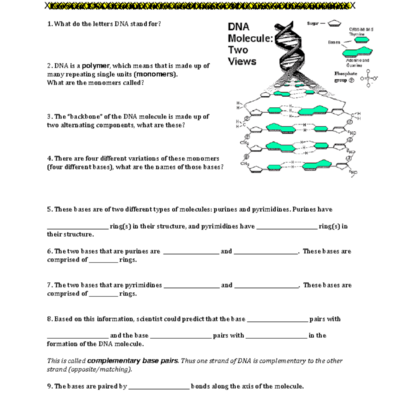 DNA Structure Worksheet Key Concepts And Questions Studocu