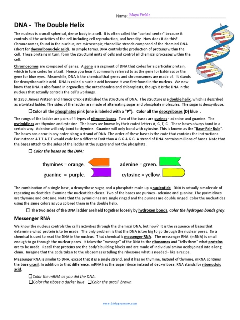 DNA The Double Helix Coloring Worksheet Worksheets Library DNA The Double Helix Coloring Worksheet Worksheets Library