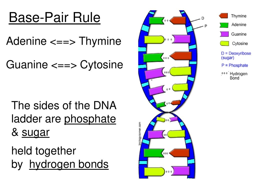 Dna The Double Helix Worksheet Color 20120124 112219 5 pdf Worksheets Library Dna The Double Helix Worksheet Color 20120124 112219 5 pdf Worksheets Library