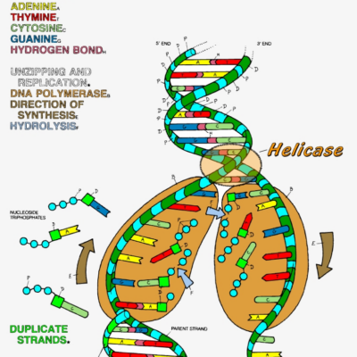 Download HD Dna The Double Helix Coloring Worksheet Dna Replication Coloring Answer Key Transparent PNG Image NicePNG