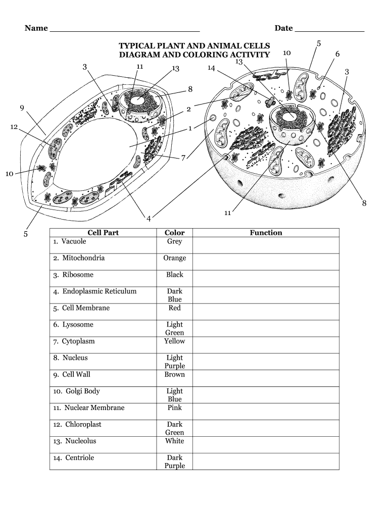 animal and plant cell worksheet pdf