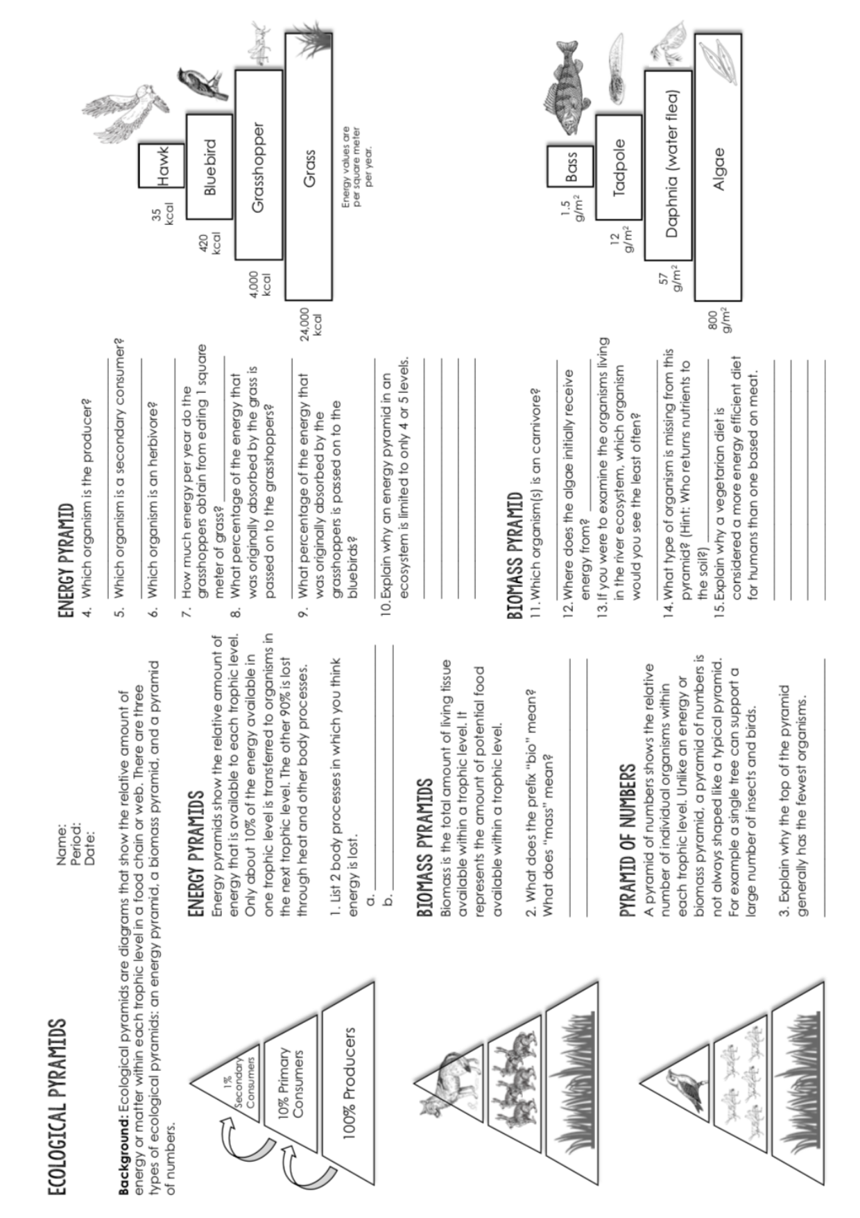 ecological pyramids worksheet answer key ecological pyramids worksheet answer key