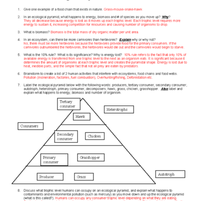 Ecological Pyramids Worksheet Key Concepts Sample Answers 2013 Studocu