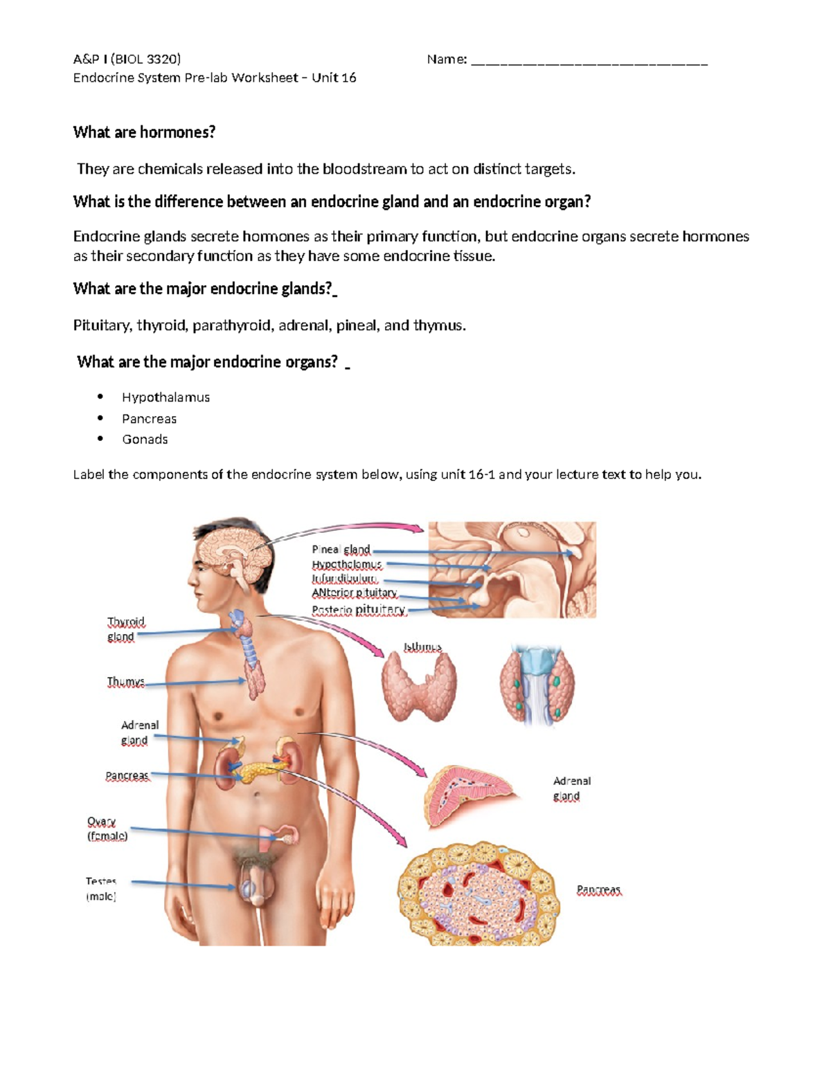 Endocrine System Prelab Worksheet A P I BIOL 3320 Unit 16 Studocu