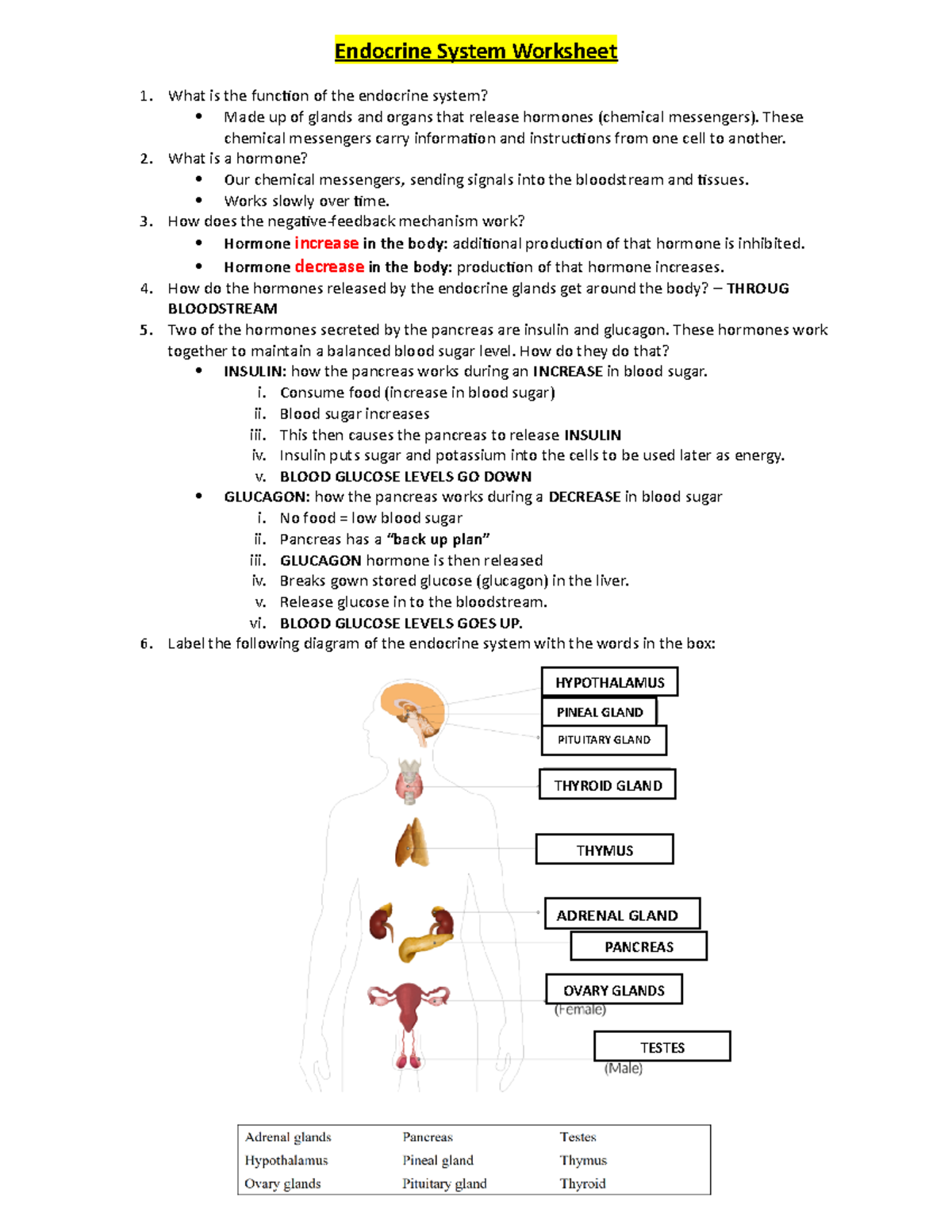 endocrine system worksheet answers