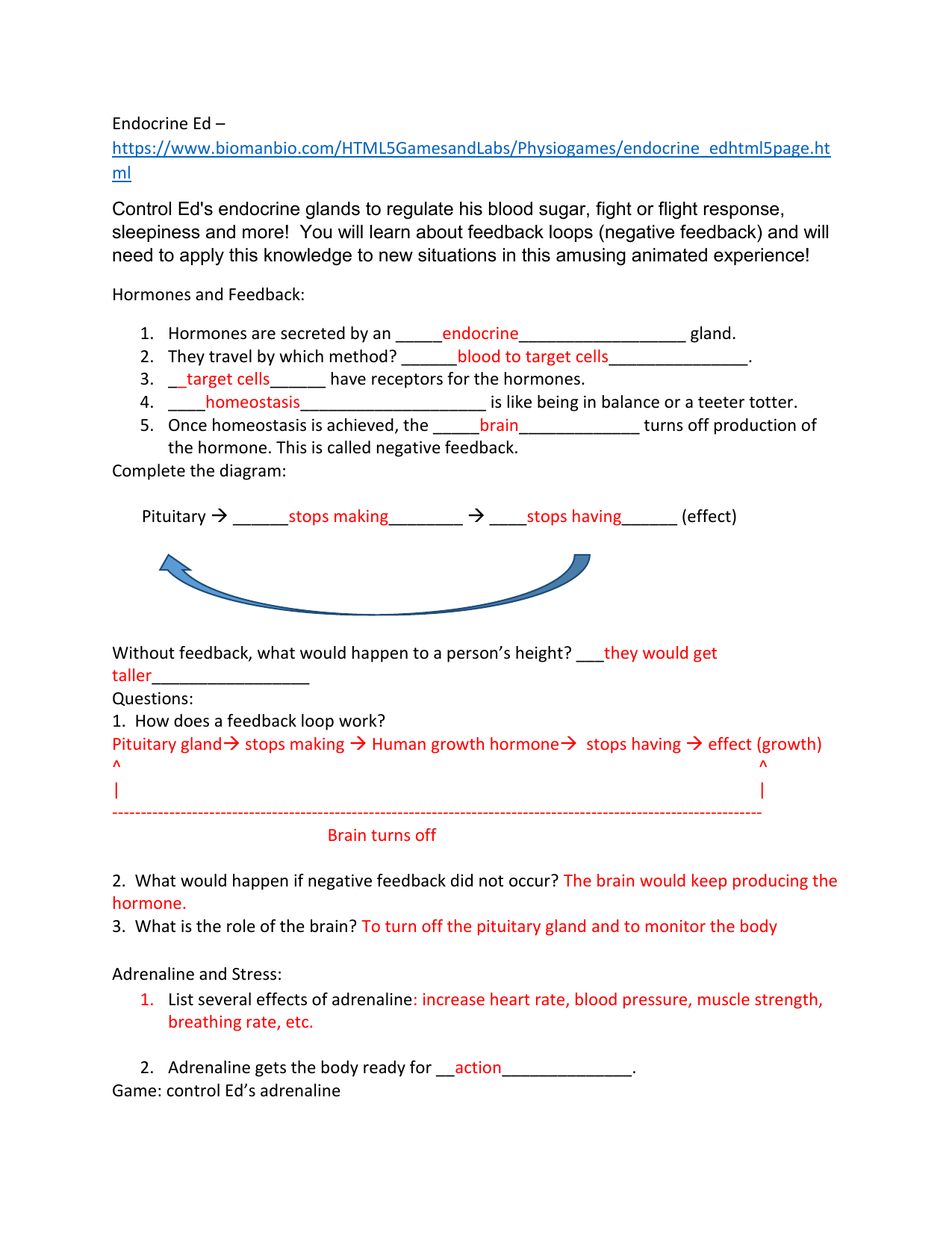 Endocrine System Worksheet Hormones Feedback Endocrine System Worksheet Hormones Feedback
