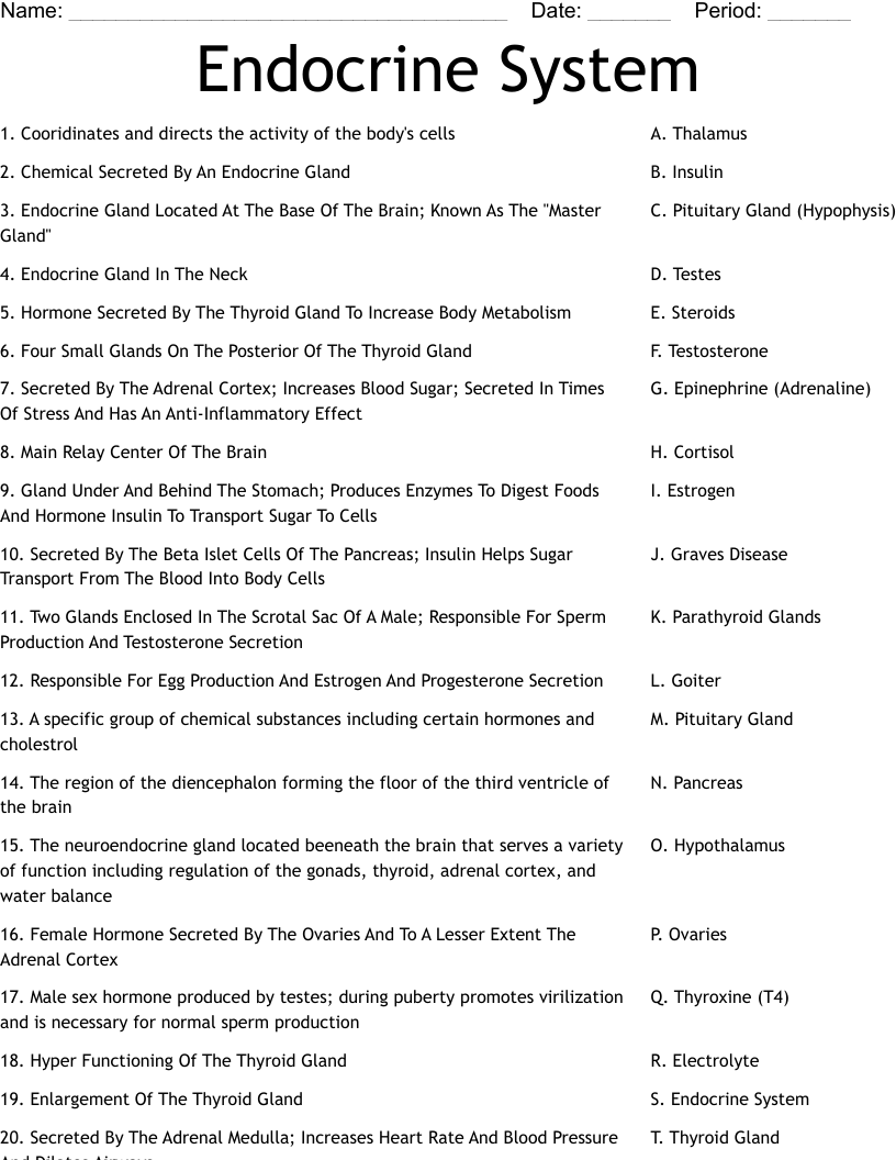 Endocrine System Worksheet WordMint
