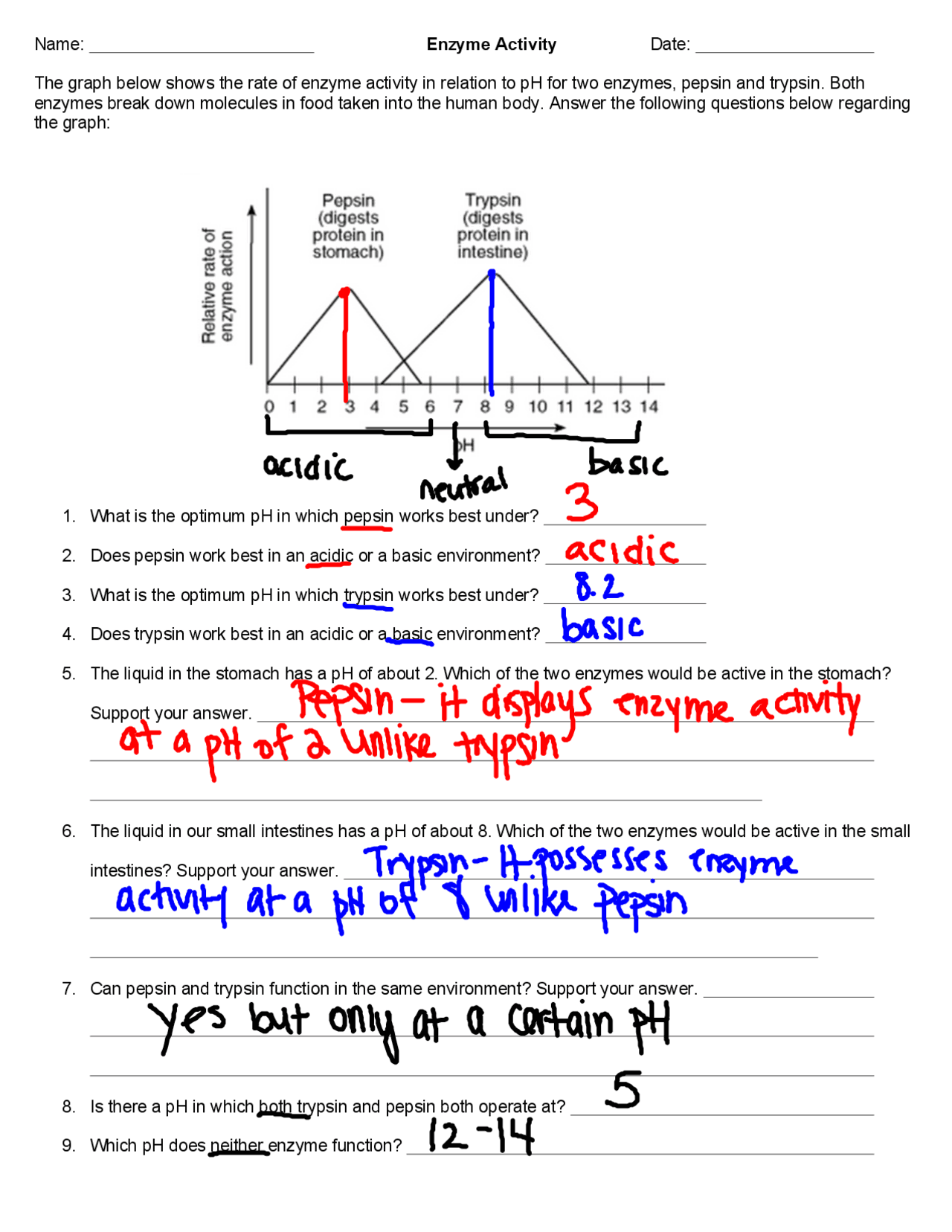 Enzyme Activity Worksheet Answers pdf Study Notes Enzymes And Metabolism Docsity Enzyme Activity Worksheet Answers pdf Study Notes Enzymes And Metabolism Docsity
