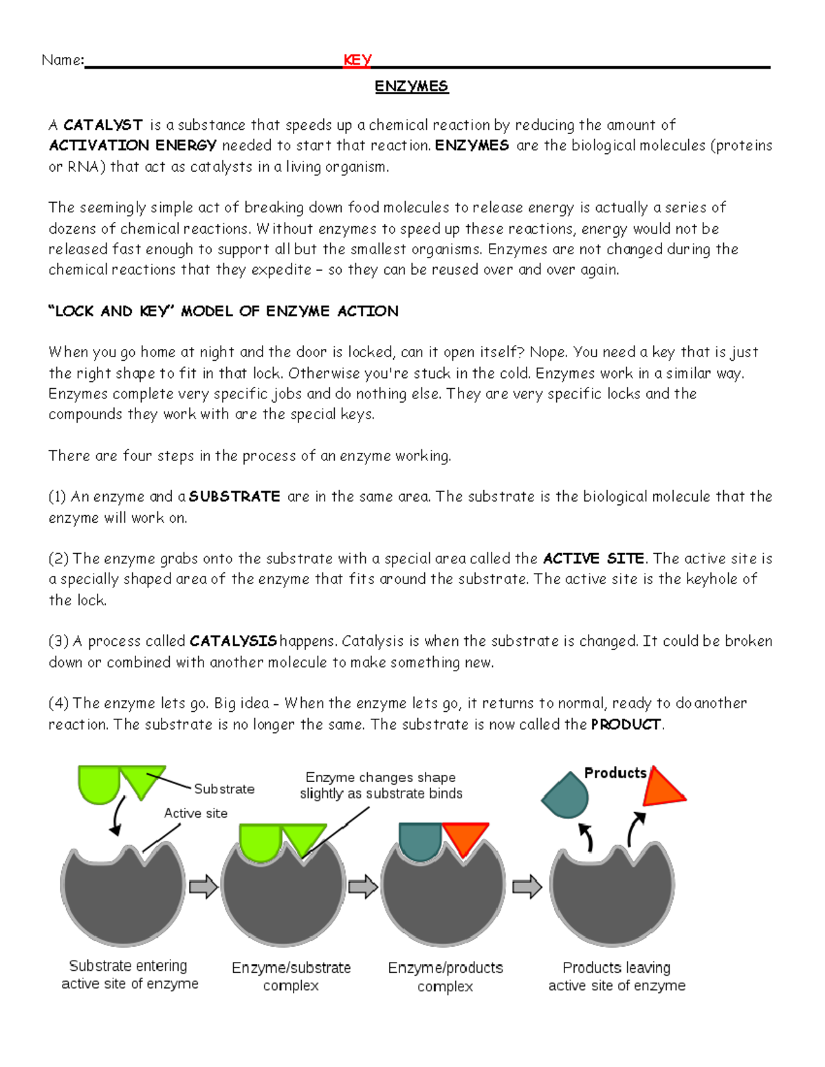 enzyme worksheet answer key