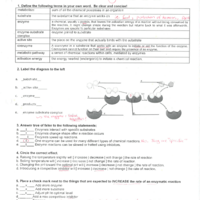 Enzyme Practice Worksheet With Key Exercises Biochemistry Docsity