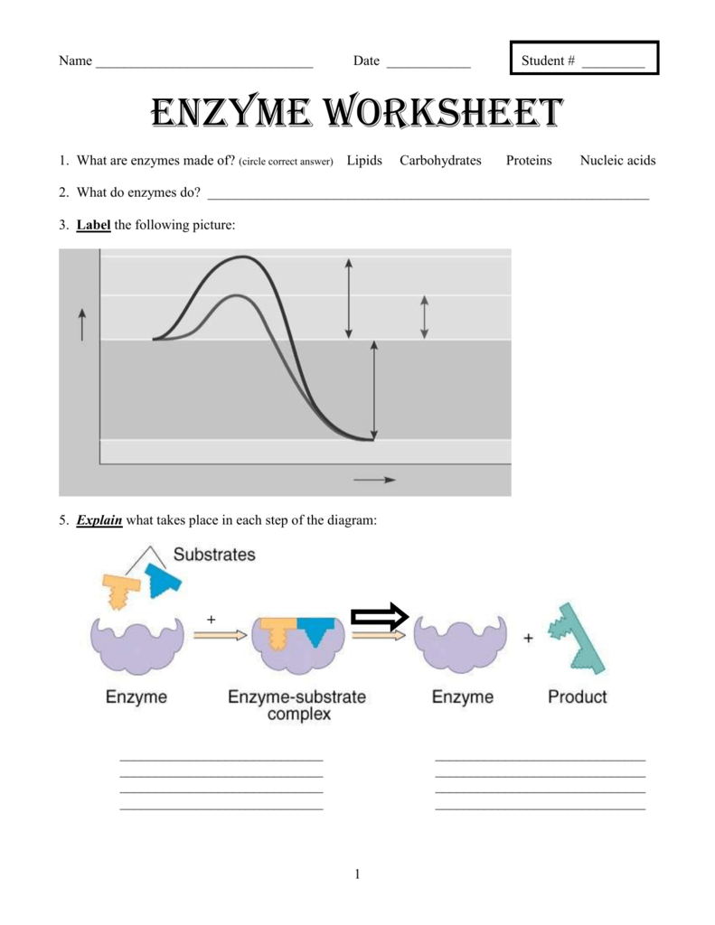 Enzyme Worksheet Structure Function Environmental Factors Enzyme Worksheet Structure Function Environmental Factors