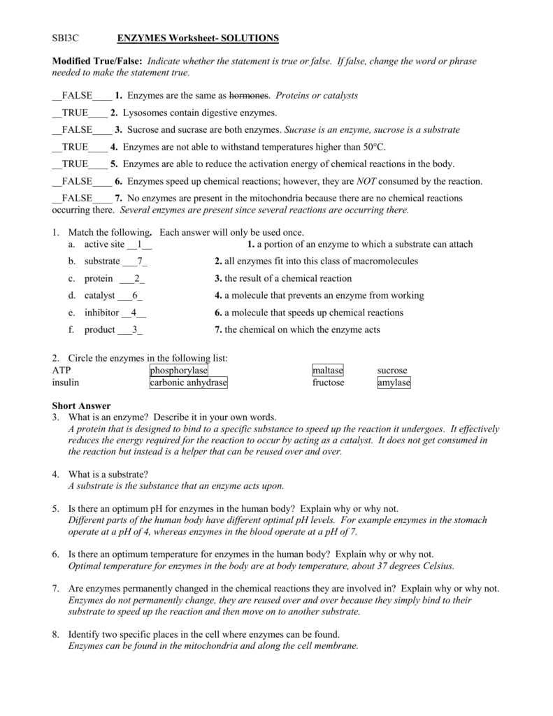 Enzymes Worksheet With Solutions SBI3C Biology Enzymes Worksheet With Solutions SBI3C Biology