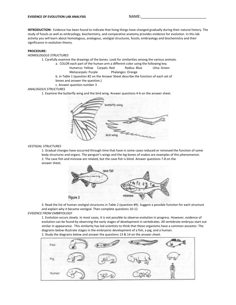 Evidence Of Evolution Lab Analysis