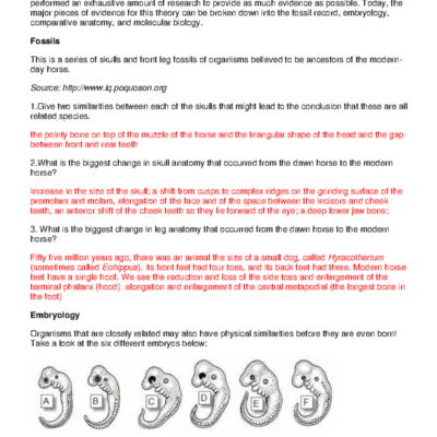 Evolution Evidence Detailed Answers On Fossils Anatomy More Studocu