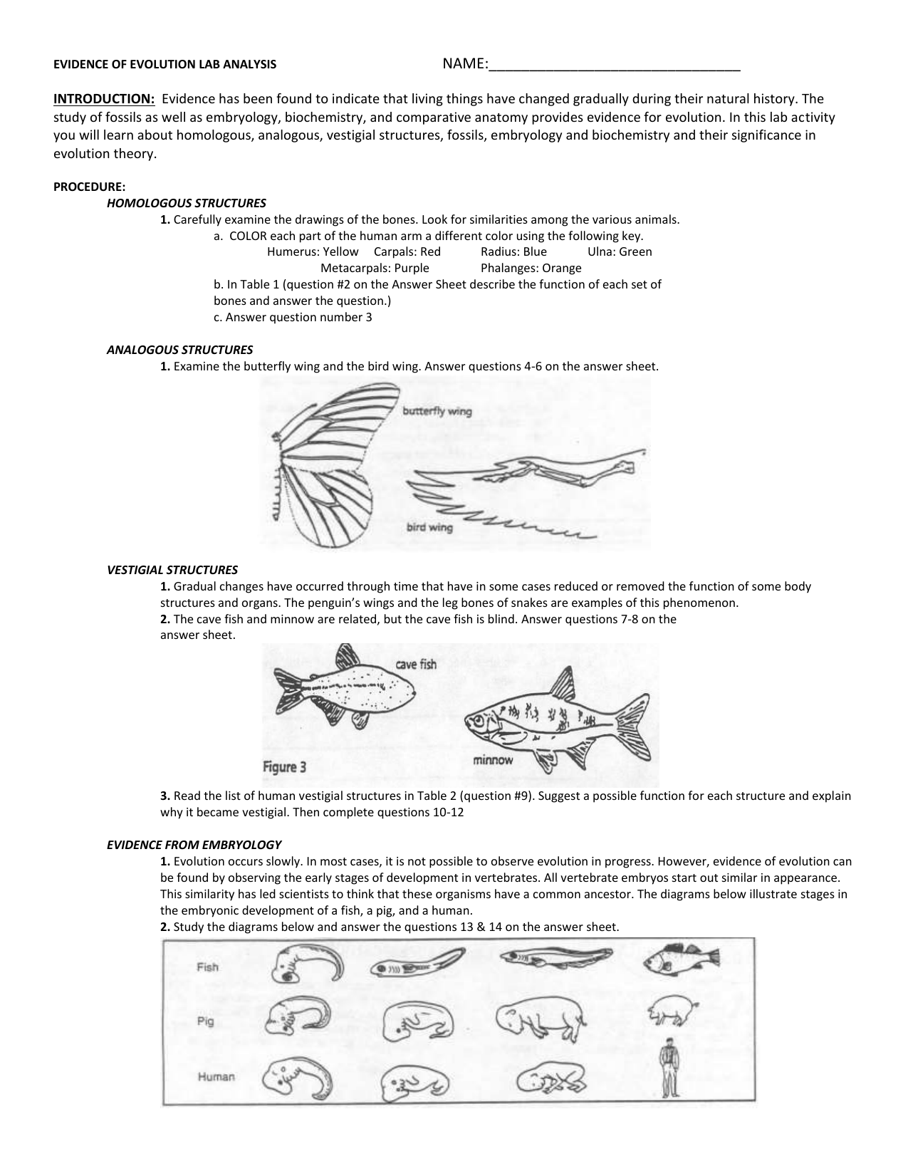 Evolution Lab Analysis Homologous Analogous Vestigial Structures