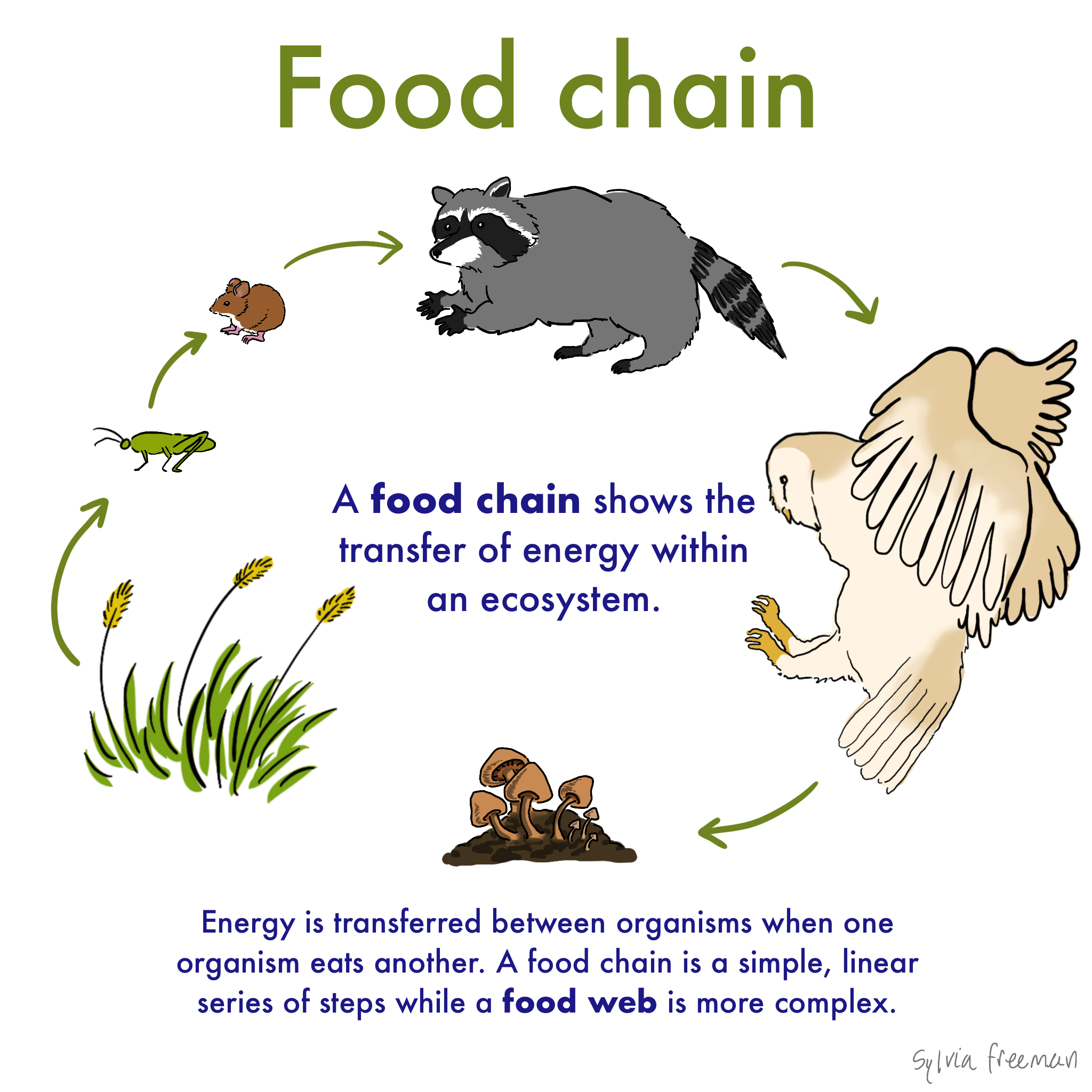Food Chain Definition Examples Expii