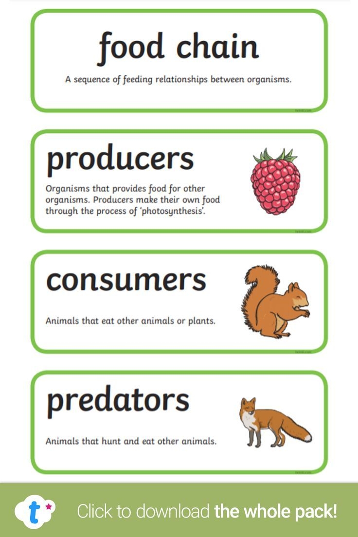 Food Chain Word Cards 