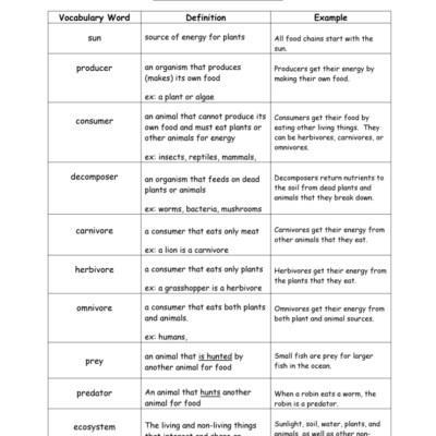 Food Chains Vocabulary Science Terms Definitions